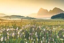 糖心直播app官方下载-探索直播新视界，体验糖心直播APP的魅力
